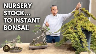 Download lagu Turning Nursery Junipers into Beautiful Bonsai - Watch the Process! mp3