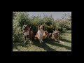 Who Let The Dogs Out Slowed Reverb