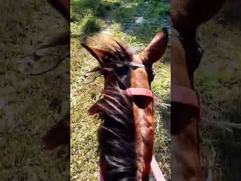 onça morde cavalo,Porto Estrela,mato grosso