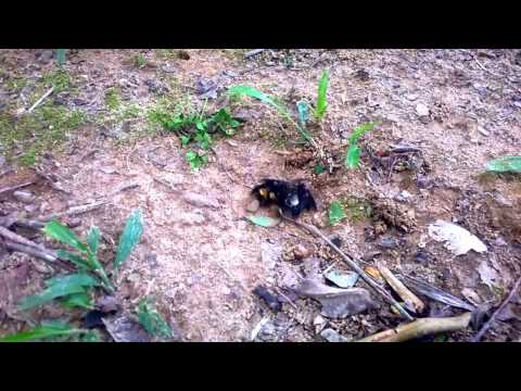 Cópula de abelhas Epicharis