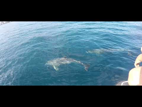 Tauchen in Kroatien, Baska