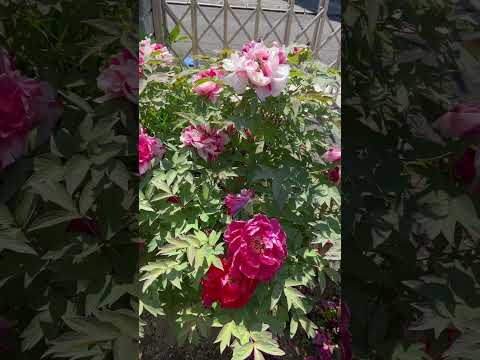 牡丹をどこに植えますか？展示、フロアなど  庭園