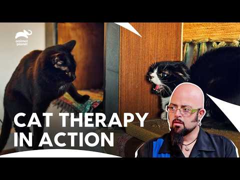 Jackson Galaxy Battles Cat Intense Territorial Behavior | My Cat From Hell S4 E12 | Animal Planet