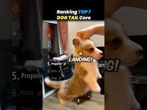 Ranking TOP 7 DOG TAIL Core Moments!! 🐶💨
