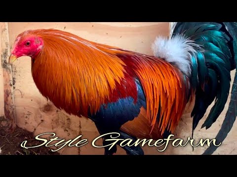 Sweater Albany Kelso - STYLE FARM