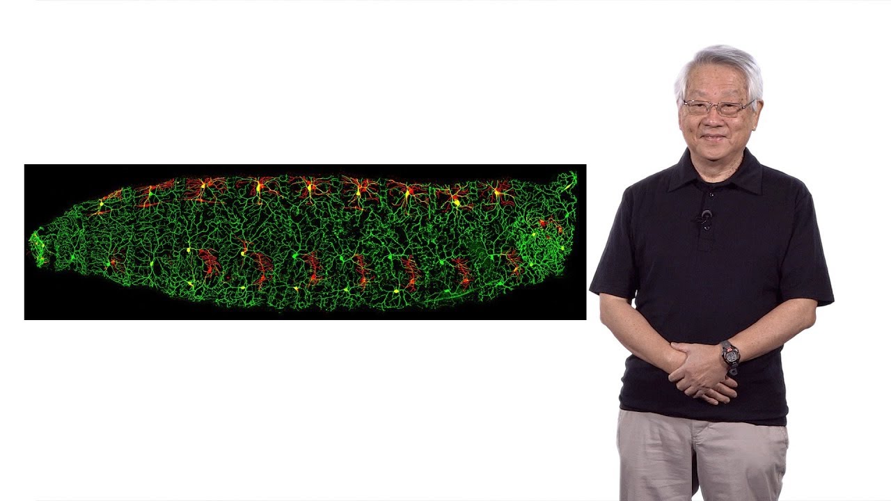 Yuh-Nung Jan (UCSF/HHMI) 1: How Does a Neuron Develop its Dendritic Morphology?