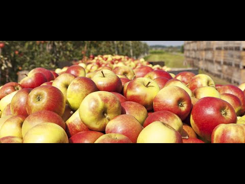 Fruga Maciej Gabrysiak - video