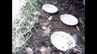 ダルマガエル観察ライブ2025/05/15 08:36～10:36