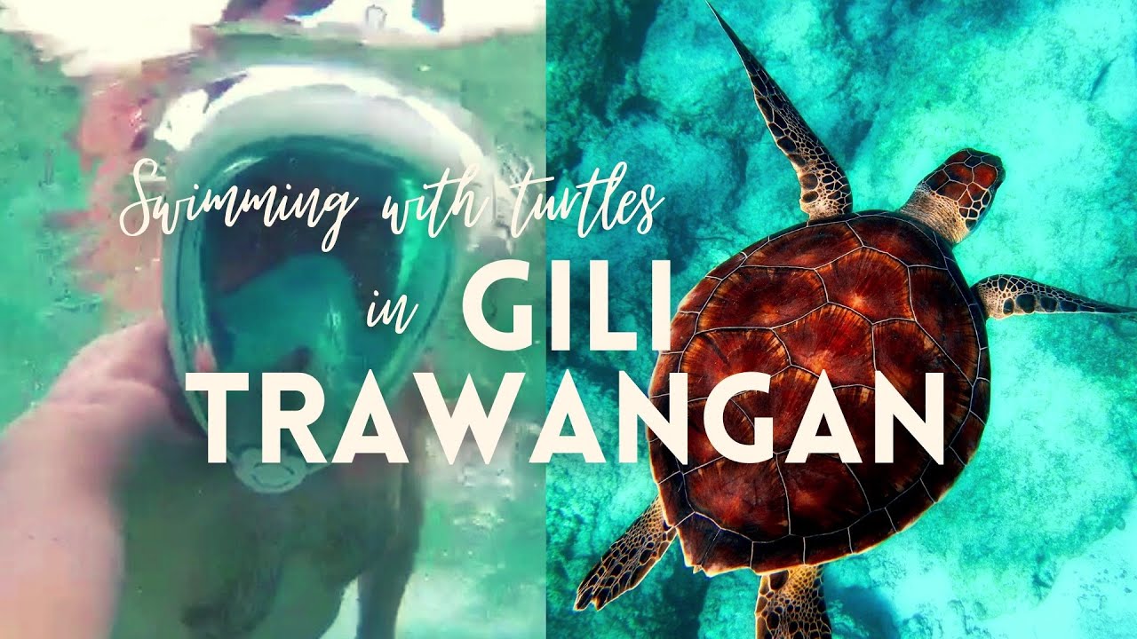 Experience the captivating visuals of snorkeling alongside turtles in Gili.