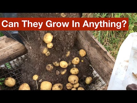 , title : 'Can Potatoes Grow in Almost Anything? - Part 3 of the Potato Grow Bag Trials'