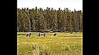 Wildfire Remastered - A Shu Boppy Music Slide Show