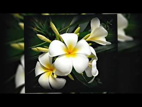 download lagu mp3 mp4 Flor De Bali, download lagu Flor De Bali gratis, unduh video klip Flor De Bali