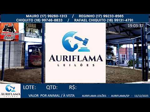 LEILÃO AURIFLAMA LEILÕES  - 11/12/2025 - AURIFLAMA/SP -AO VIVO LEILÃO GADO