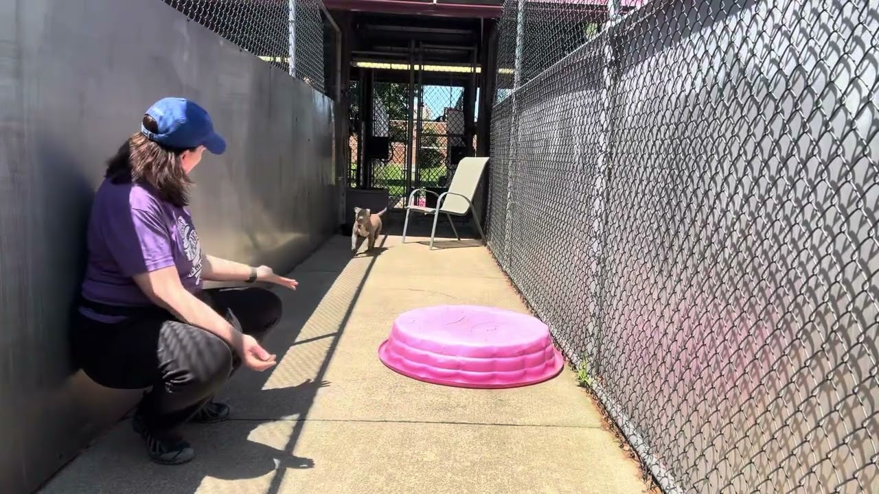 Video preview