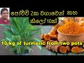 බදුන් දෙකක වගාවෙන් කහ කිලෝ 10ක් Turmeric Cultivation