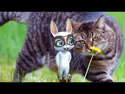 Zoobe Зайка У меня есть котик!!!!