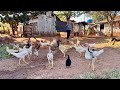 Um Dia No Sítio Do Seu João E Dona Ana Pérola Paraná