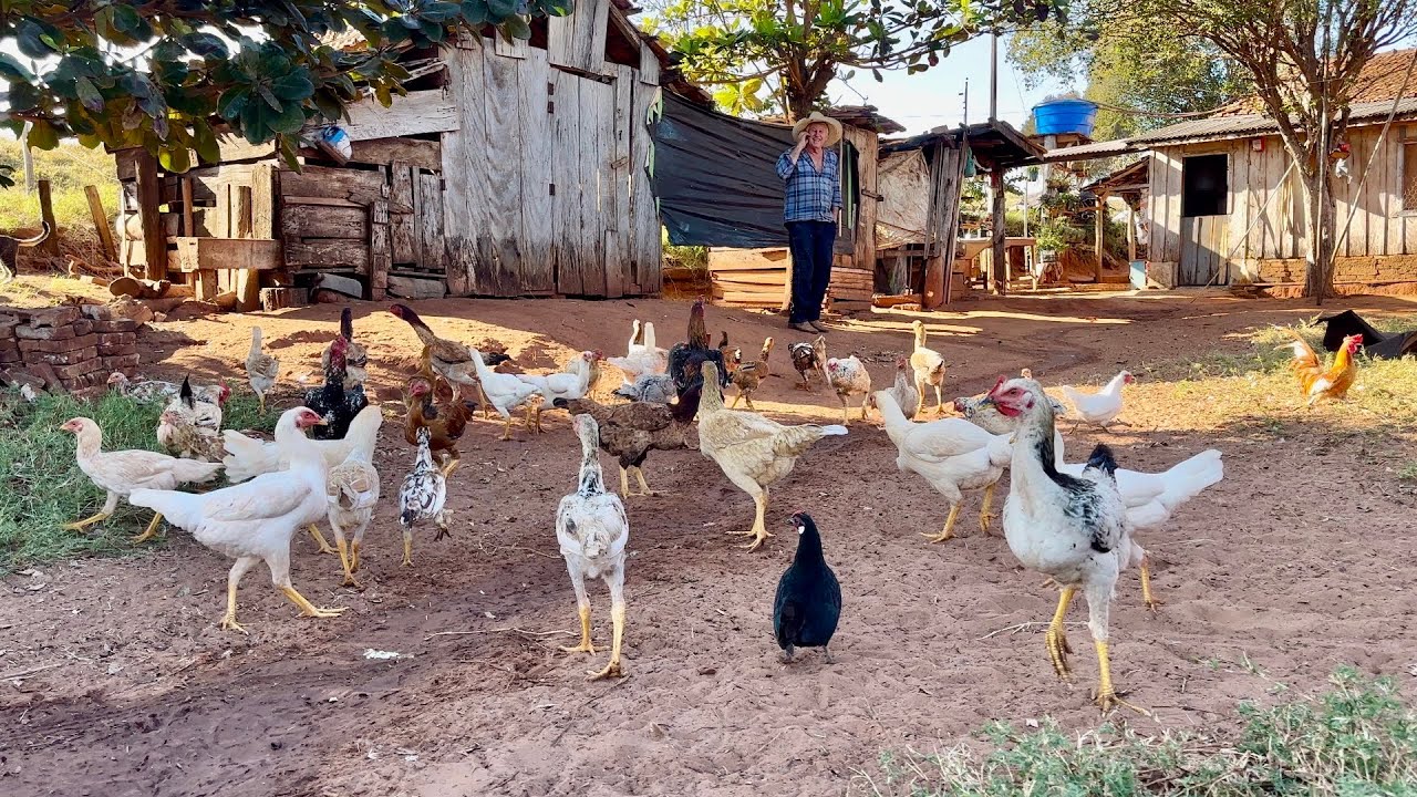 ￼ um dia no sítio do seu João e dona Ana # Pérola Paraná