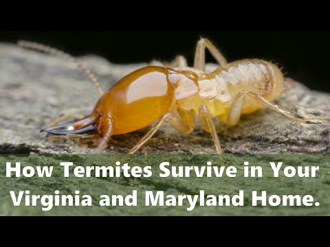 How Termites Survive in Your Virginia and Maryland Home. How to get rid of termites.