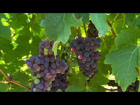 McCaffrey's Estate Cellar Door