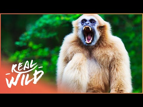 Gibbons: The Forgotten Apes In Peril (Wildlife Documentary)