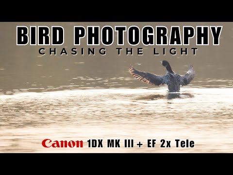 Bird Photography off grid | Searching for the Common Loon | Canon 1DX MK III & EF300mm f2.8 L IS