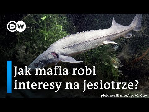 Dla mężczyzn potencję produkty naturalne Wpływ Depakine chrono 500 potencję