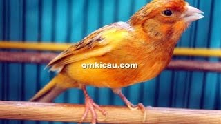 Download lagu Burung kenari jawara: Kenari Wolverine untuk masteran - Om Kicau mp3 Download lagu Burung kenari jawara: Kenari Wolverine untuk masteran - Om Kicau mp3