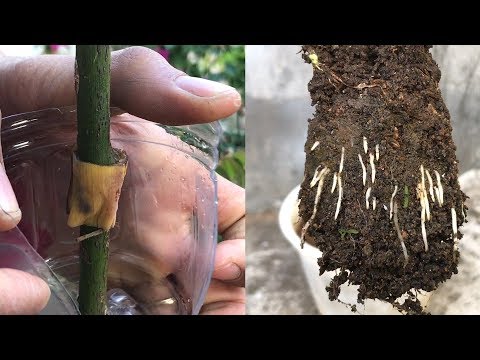 Escherichia coli paraziták Sok férget eszem
