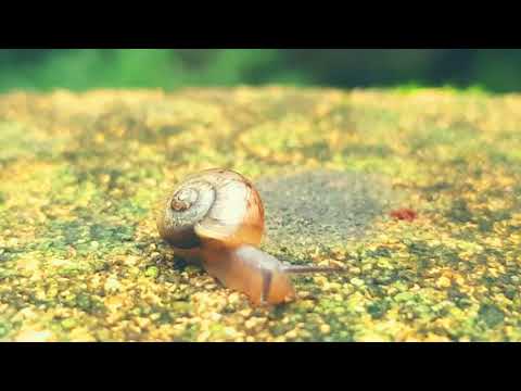 MINOO NATIONAL PARK | OSAKA JAPAN| MIZUUMIDESU’s TRAVEL