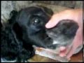 Beatboxing Dog Ft OMG Cat Dubstep REMIX Funny
