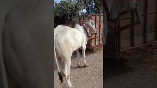 Download Lagu cow unloading, cow videos, cow video, big cow, goru hamba cow,cow brahman Ep 63 Thumbnail