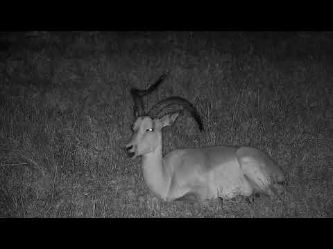 Djuma: Impala bachelor herd resting near pan and lodge-including left bent horn - 19:04 - 08/12/2022