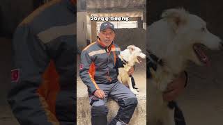 Tsunami el perro rescatista de Venezuela! #venezuela #terremotonavenezuela #laguaira #perros