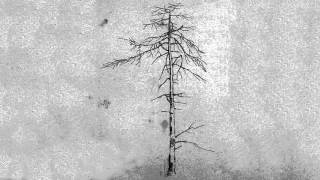 Alastair Galbraith - blue room