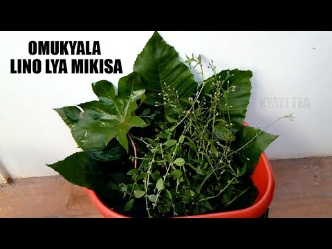 Omukyala nga oli Lubuto Naaba Eddagala Lino Lwa Mikisa