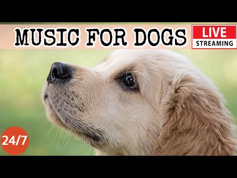 [LIVE] Dog Music🎵Dog Calming Music for Dogs🐶Anti Separation anxiety relief music💖Dog Sleep Music 1-3