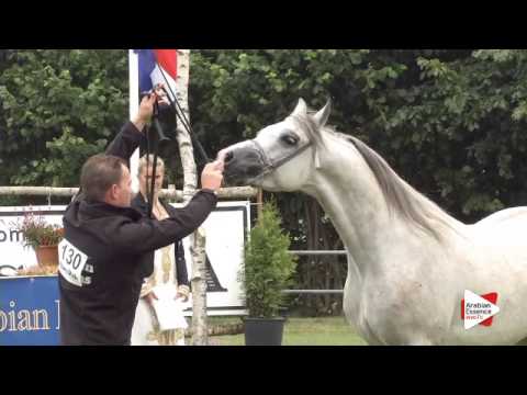 N.130 POSTAR - Ströhen 2015 B-Show - Geldings (Class O)