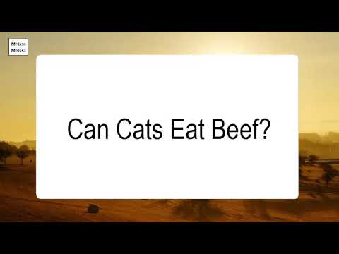 Can Cats Eat Beef