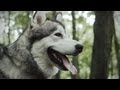 Foe - The Black Lodge (Official music video) 