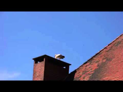 Störche in Laupheim