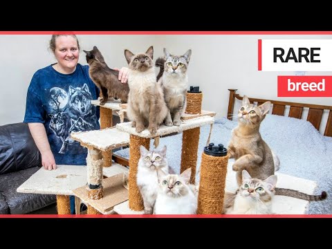 Cat breeder makes a £12,000 loss on her passion | SWNS TV