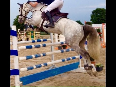 2010 Westfalian  top jumping prospect 17 hh 130 cm level