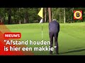 Zo golf je met anderhalve meter afstand | Omroep Brabant
