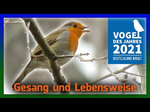 Robin song and lifestyle | Bird of the Year 2021