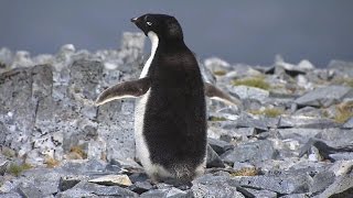 Antarctica's disappearing penguins reveal impact of climate change gameplay video by crystallee, 3:49 duration