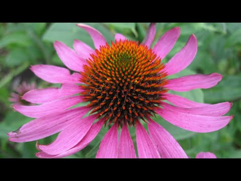 11 Amazing Benefits of Echinacea