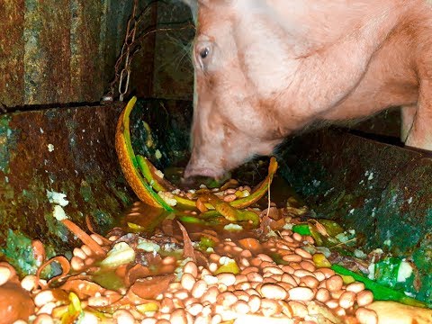 , title : '🔊  ASMR pig is eating yummy food / Pig is eating slop / cerdo ASMR comiendo / ASMR свинья еда/豚は食べる'