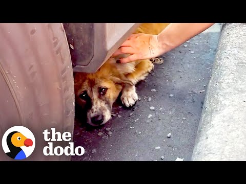 Dog Hit By A Car On A Busy Road Saved By Couple | The Dodo