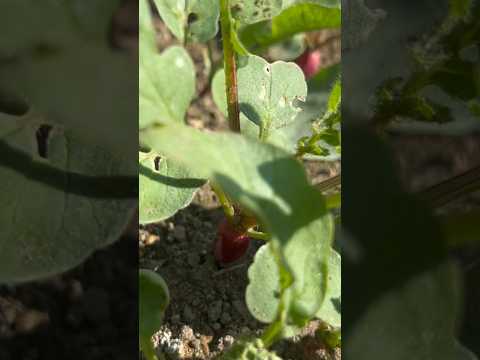 園芸 塊茎キンレンカ